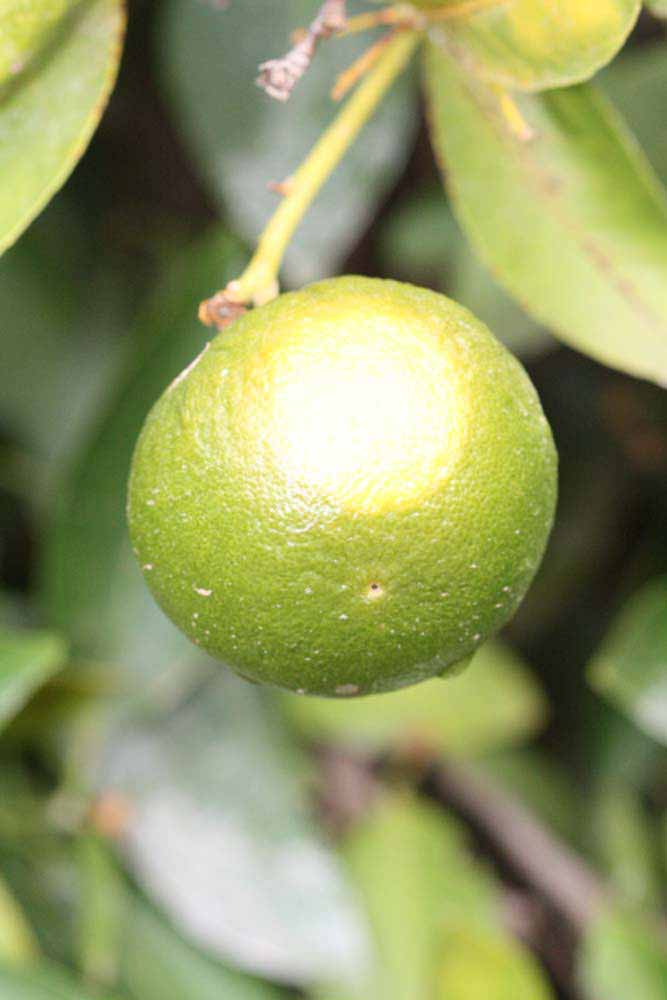            Immature fruit (Riverside, CA)   